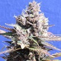 Gelato (Original Sensible) Feminiserede