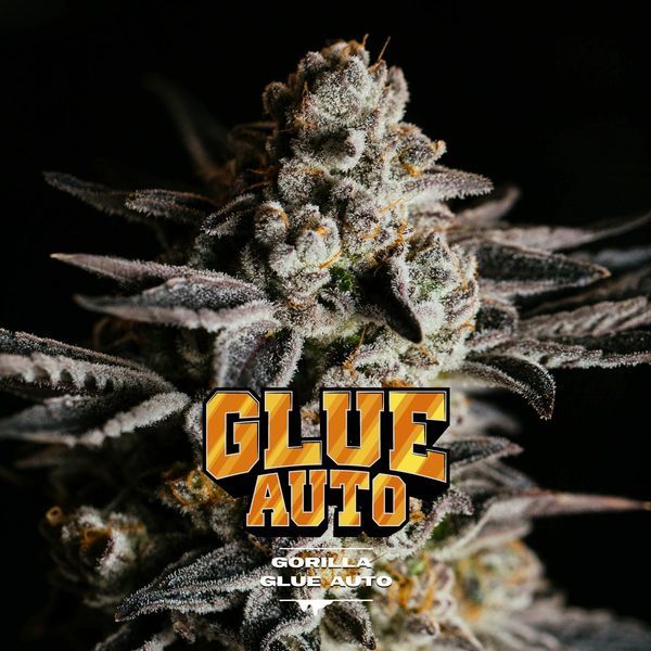 GG#4 Auto (BSF Seeds) Feminiserede