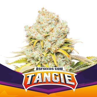 Tangie (BSF Seeds) feminiserede cannabisfr&oslash;