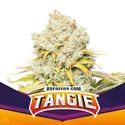 Tangie (BSF Seeds) Feminiserede