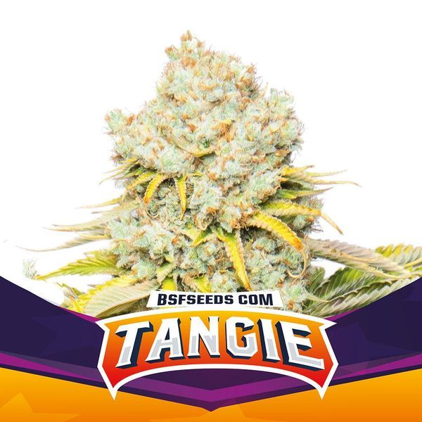Tangie (BSF Seeds) Feminiserede