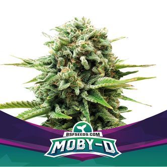 Moby-D (BSF Seeds) feminiserede cannabisfr&oslash;