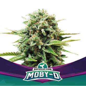 Moby-D (BSF Seeds) Feminiserede