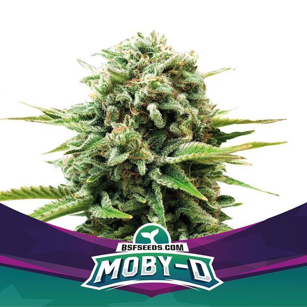 Moby-D (BSF Seeds) Feminiserede