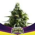Super Lemon Haze (BSF Seeds) Feminiserede