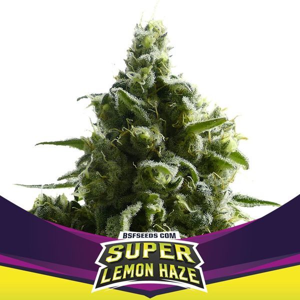 Super Lemon Haze (BSF Seeds) Feminiserede