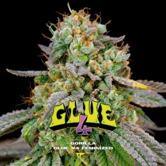 GG4 (BSF Seeds) Feminiserede cannabisfr&oslash;
