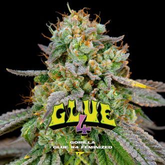 GG#4 (BSF Seeds) Feminiserede