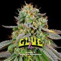 GG#4 (BSF Seeds) Feminiserede