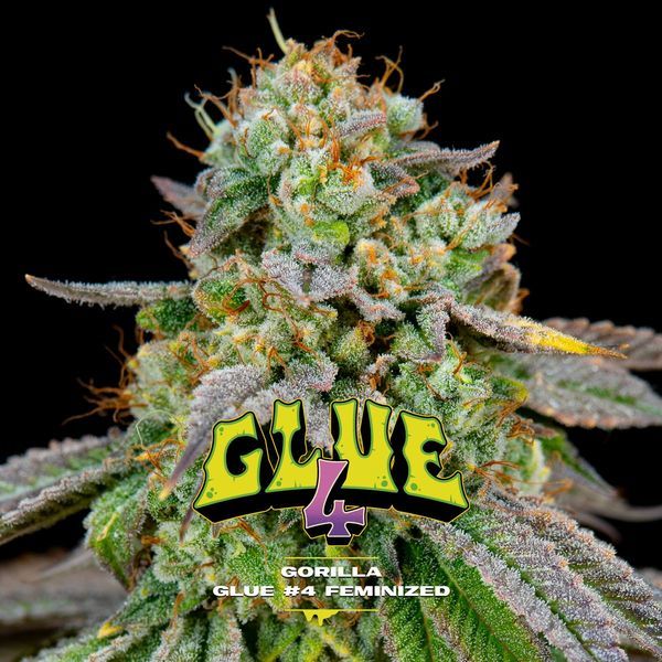 GG#4 (BSF Seeds) Feminiserede