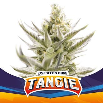 Tangie XXL Auto (BSF Seeds) Feminiserede