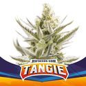 Tangie XXL Auto (BSF Seeds) Feminiserede