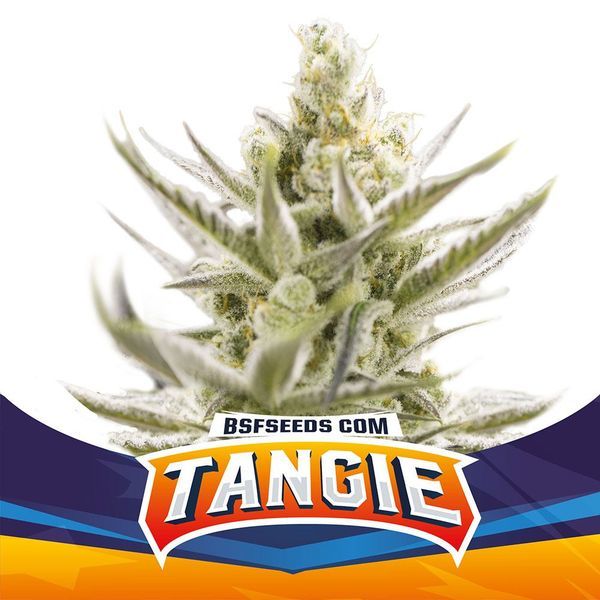 Tangie XXL Auto (BSF Seeds) Feminiserede
