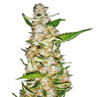 Skunk 1 Automatic (White Label) feminiserede cannabisfr&oslash;