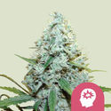 AMG - Amnesia Mac Ganja (Royal Queen Seeds) Feminiserede