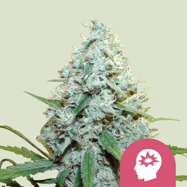 AMG - Amnesia Mac Ganja (Royal Queen Seeds) Feminiserede