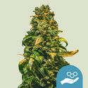 Solomatic CBD (Royal Queen Seeds) Feminiserede
