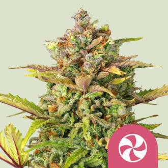 Sweet ZZ (Royal Queen Seeds) Feminiserede
