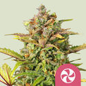 Sweet ZZ (Royal Queen Seeds) Feminiserede