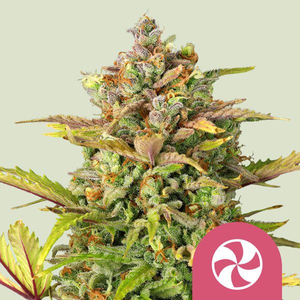 Sweet ZZ (Royal Queen Seeds) Feminiserede