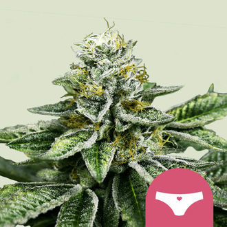 Sherbet Queen (Royal Queen Seeds) Feminiserede