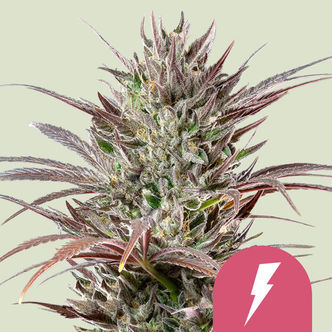 North Thunderfuck (Royal Queen Seeds) feminiserede cannabisfr&oslash;