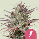 North Thunderfuck (Royal Queen Seeds) Feminiserede