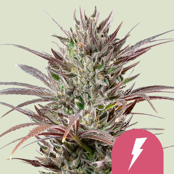 North Thunderfuck (Royal Queen Seeds) Feminiserede