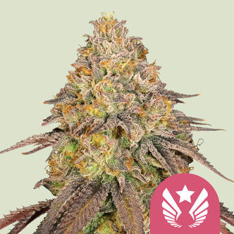 Legendary OG Punch (Royal Queen Seeds) feminiserede cannabisfr&oslash;
