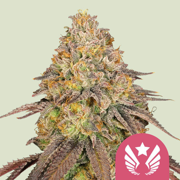 Legendary OG Punch (Royal Queen Seeds) Feminiserede