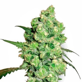 Super Skunk (White Label) feminiserede cannabisfr&oslash;
