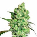 Super Skunk (White Label) Feminiserede