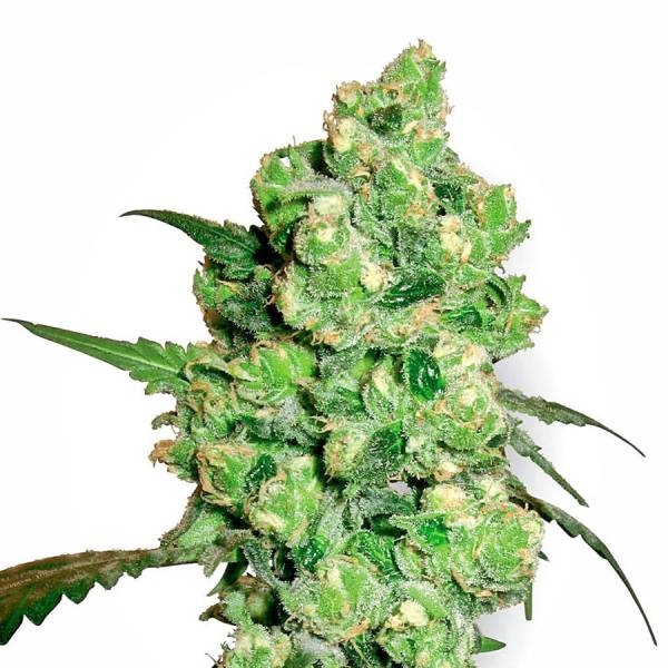 Super Skunk (White Label) Feminiserede
