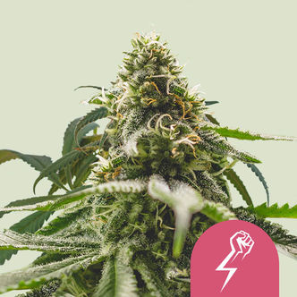 Green Crack Punch (Royal Queen Seeds) feminiserede cannabisfr&oslash;