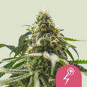 Green Crack Punch (Royal Queen Seeds) Feminiserede frø