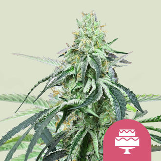 Wedding Gelato (Royal Queen Seeds) Feminiserede