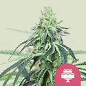 Wedding Gelato (Royal Queen Seeds) Feminiserede