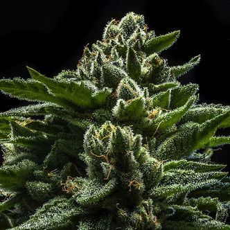 DO-G (Ripper Seeds) feminiserede