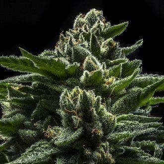 DO-G (Ripper Seeds) Feminiserede
