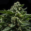 DO-G (Ripper Seeds) Feminiserede