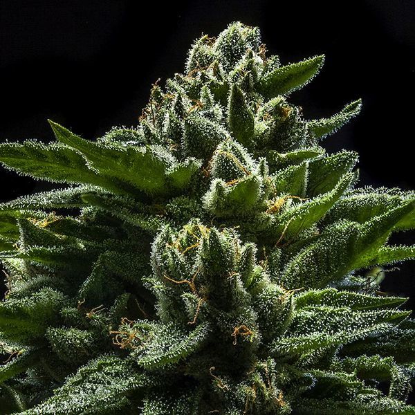 DO-G (Ripper Seeds) Feminiserede