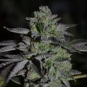 Chempie (Ripper Seeds) Feminiserede