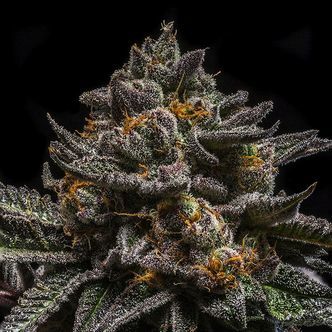 Brain Cake (Ripper Seeds) feminiseret