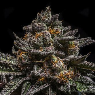 Brain Cake (Ripper Seeds) Feminiserede