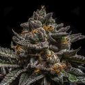 Brain Cake (Ripper Seeds) Feminiserede