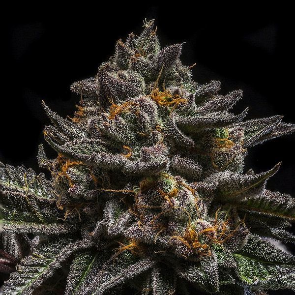Brain Cake (Ripper Seeds) Feminiserede