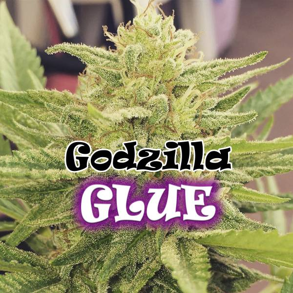 Godzilla Glue (Dr. Underground) Feminiserede