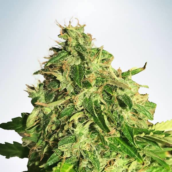 Auto Cannabis Light (Ministry of Cannabis) Feminiserede