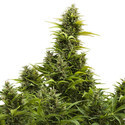 Medikit Auto (Buddha Seeds) Feminiserede