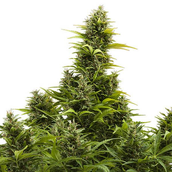 Medikit Auto (Buddha Seeds) Feminiserede